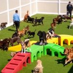 K9 Resorts Daycare & Luxury Hotel